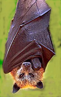 "Golden_crowned_fruit_bat.jpg" by User:Jomegat