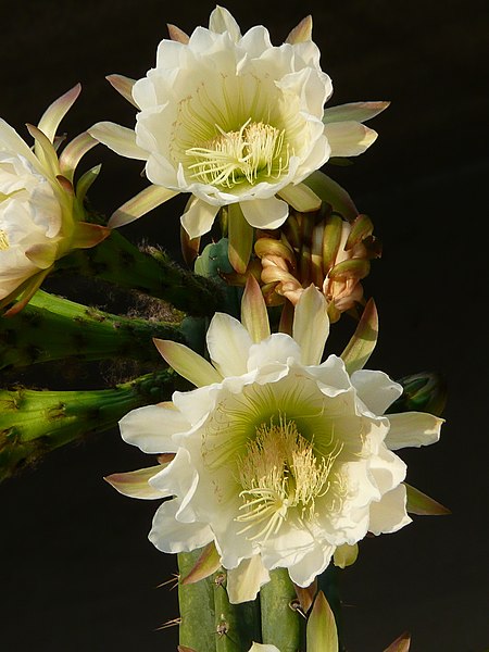 File:Echinopsis pachanoi.jpg