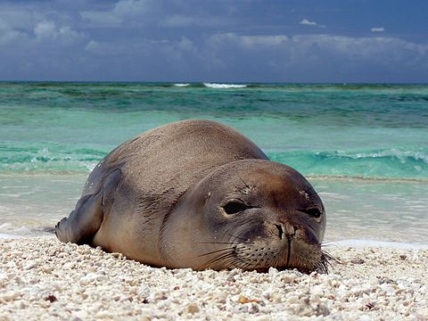 "Hawaiian_monk_seal_at_French_Frigate_Shoals_07.jpg" by User:MarkSullivan