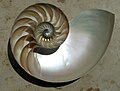 "NautilusCutawayLogarithmicSpiral.jpg" by User:Chris 73