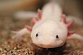 "Ambystoma_mexicanum_(6337858006).jpg" by User:Rudolphous