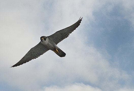 "B&T_3105_(7335626358).jpg" by User:File Upload Bot (Magnus Manske)