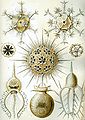 "Haeckel_Phaeodaria_1.jpg" by User:Ragesoss