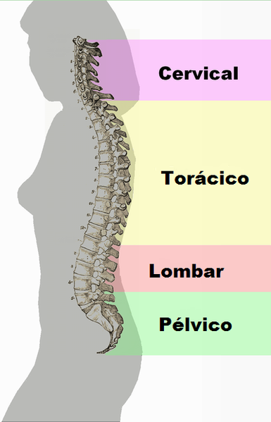 File:Curvatura coluna vertebral.png