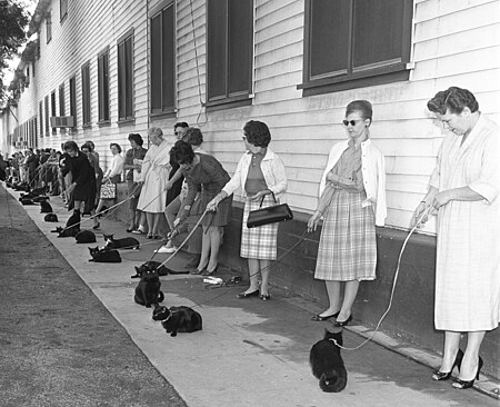 Casting call for black cats, "The Black Cat" segment in "Tales of Terror", 1961