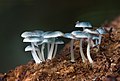 "Mycena_interrupta.jpg" by User:JJ Harrison