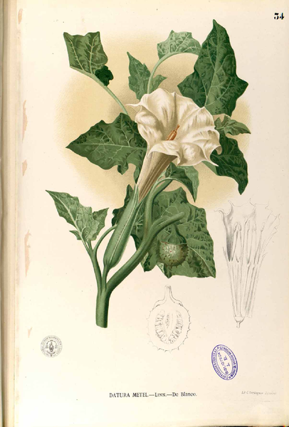 File:Datura metel Blanco1.34-original.png