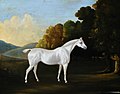 "British_School_-_A_White_Stallion_in_a_Landscape_-_290267_-_National_Trust.jpg" by User:BotMultichillT