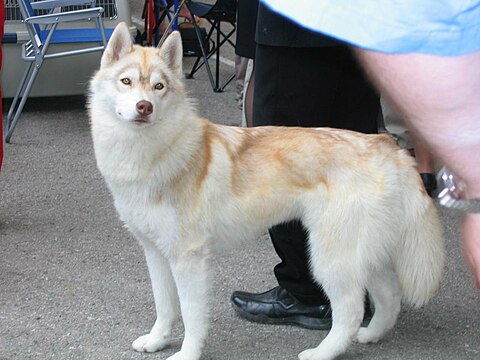 "Husky_light.jpg" by User:Flickr upload bot