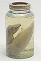 "Whale_embryo_(HS.03208-2).jpg" by User:4ing