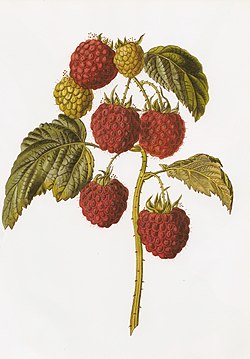 "Barnet_raspberry_RHS.jpeg" by User:BernardM