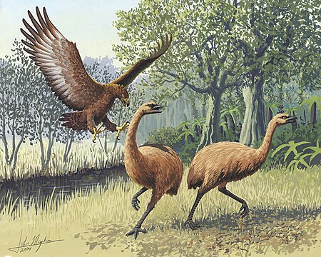 "Giant_Haasts_eagle_attacking_New_Zealand_moa.jpg" by User:Avenue
