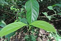 Diplopterys cabrerana (18183804525).jpg