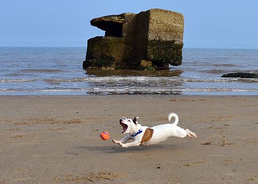 "Jack_Russell_Terrier_Eddi_at_the_beach.JPG" by User:Steve-65