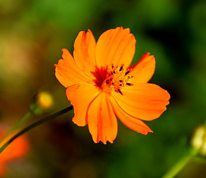 "Cosmos_sulphureus_in_Jardin_des_Plantes_de_Toulouse_04.jpg" by User:Tournasol7