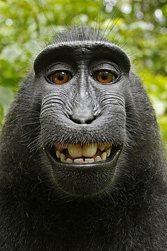 "Macaca_nigra_self-portrait_(rotated_and_cropped).jpg" by User:Odder