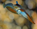 "Squid_colors_2.tif" by User:Atsme
