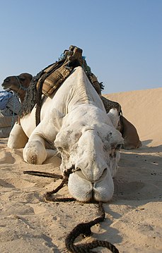 "Wielbłąd_Dromader.JPG" by User:Shleiderbmx