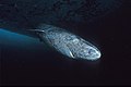 "Greenland_shark_profile.jpg" by User:Hemming1952