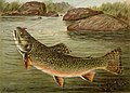 "Trout_painting_-_American_Fishes.jpg" by User:Animalparty