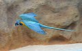 "Blue-throated_macaw_in_flight.jpg" by User:Carsten Steger