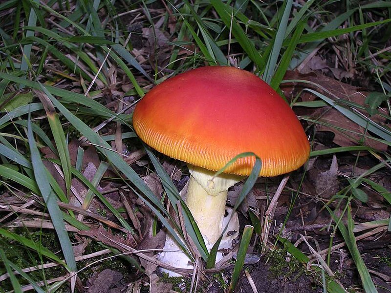 File:Amanita caesarea.jpg