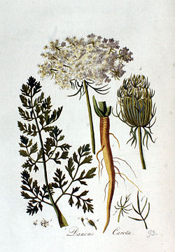 Daucus carota — Flora Batava — Volume v2.jpg