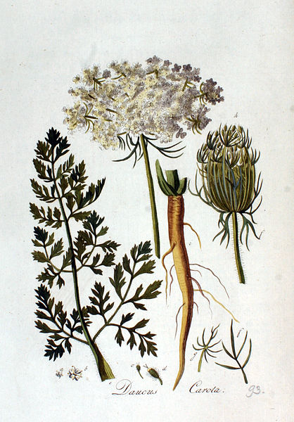 File:Daucus carota — Flora Batava — Volume v2.jpg