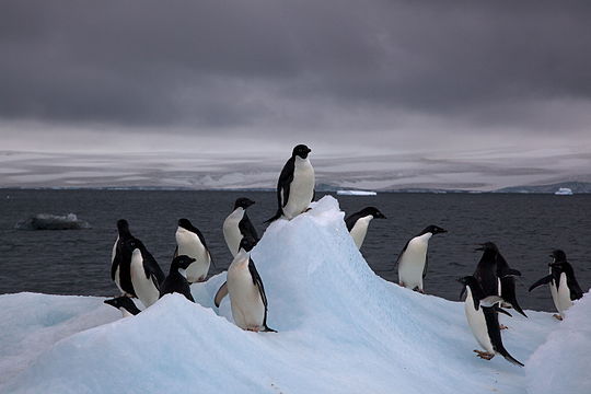 "Adelie_Penguins_on_iceberg.jpg" by User:Flickr upload bot