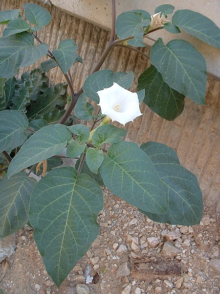 File:Datura innoxia flower 02.jpg