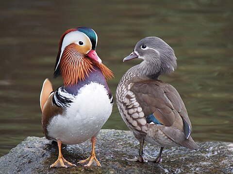 "Pair_of_mandarin_ducks.jpg" by User:Baresi franco