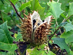 Datura stramonium Bieluń dziędzierzawa Seed 01.jpg