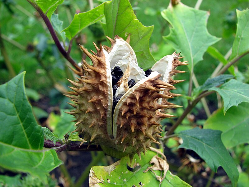 File:Datura stramonium Bieluń dziędzierzawa Seed 01.jpg
