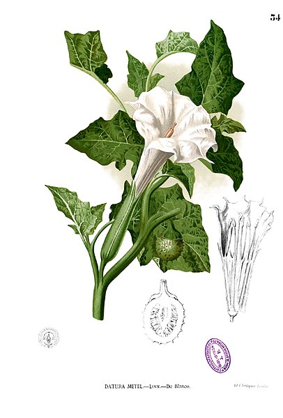 File:Datura metel Blanco1.34.jpg