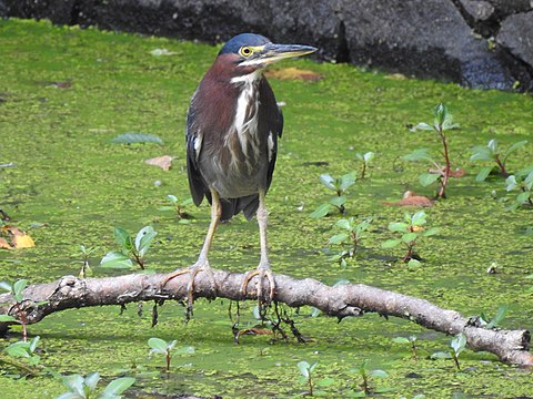 "Greeen_Heron,_Green-Wood_Cemetery.jpg" by User:James Demers