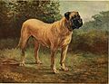 "The_new_book_of_the_dog_-_a_comprehensive_natural_history_of_British_dogs_and_their_foreign_relatives,_with_chapters_on_law,_breeding,_kennel_management,_and_veterinary_treatment_(1911)_(14763609195).jpg" by User:SteinsplitterBot