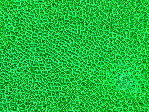 "Nori_for_Sushi_micro_photo_200x.jpg" by User:Photon 400 750