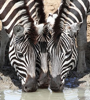 Zebra 2013 10 06 1274.jpg