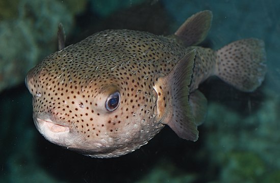 "Baltimore_Aquarium_-_Puffer_Fish_-_3.jpg" by User:Jarekt