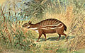 "Dorcatherium.jpg" by User:Haplochromis