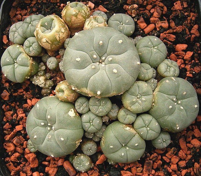 File:Lophophora williamsii ies.jpg
