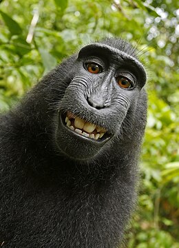 "Macaca_nigra_self-portrait_large.jpg" by User:Crisco 1492