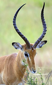 "Male_impala_profile.jpg" by User:Muhammad Mahdi Karim
