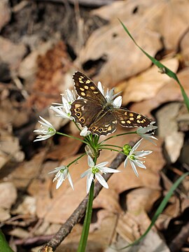 "Wien-Penzing_-_beim_Silbersee_-_Waldbrettspiel_(Pararge_aegeria).jpg" by User:Haeferl