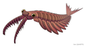 "20191203_Anomalocaris_canadensis.png" by User:Junnn11