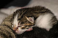 "5-day-old_kittens_08.jpg" by User:0x010C