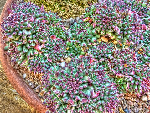 "Sempervivum_calcareum_(Crassulaceae)_plant_HDR.jpg" by User:Slick-o-bot