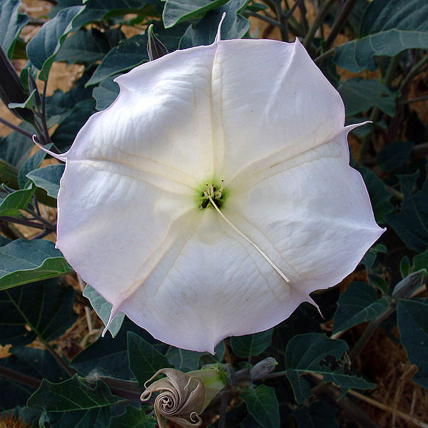 File:Datura wrightii flower2.jpg