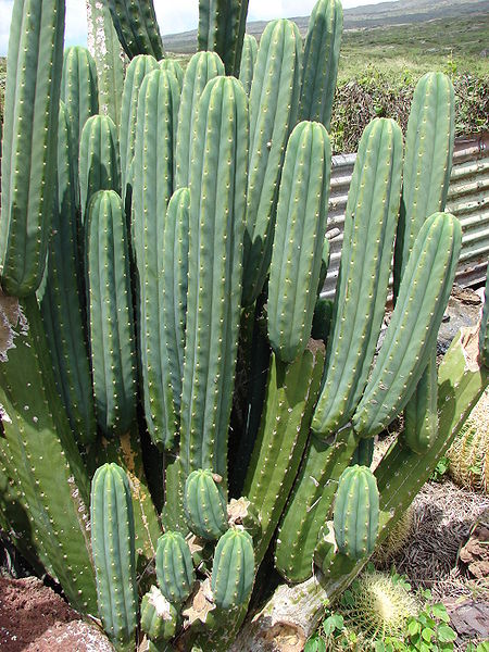 File:Starr 070320-5799 Echinopsis pachanoi.jpg