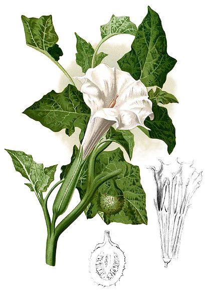 File:Datura metel Blanco1.34-cropped.jpg